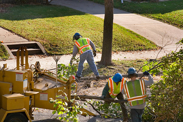 Reliable Muniz, TX Tree Removal and Landscaping Services Solutions